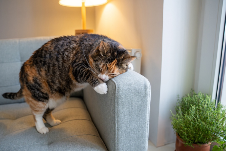 Signs for January 26: Take a closer look at your cat's behavior