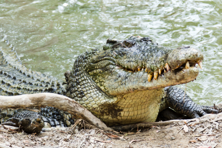 In Indonesia, crocodiles imitate drowning people to lure victims