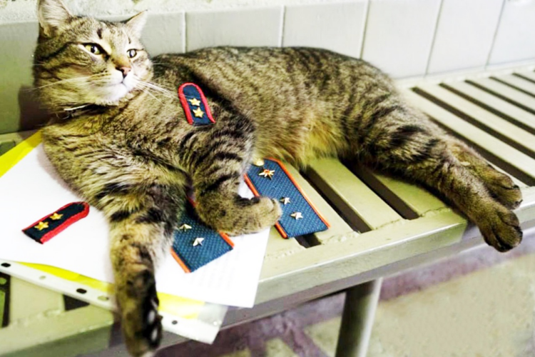 A fire department cat ensign in Moscow has been nominated for an international award