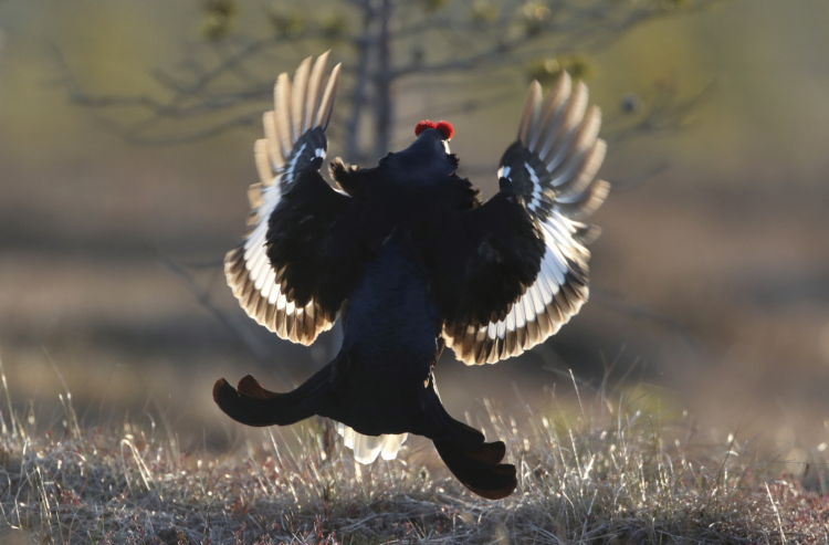One hundred years ago, the first nature reserve appeared in Belarus