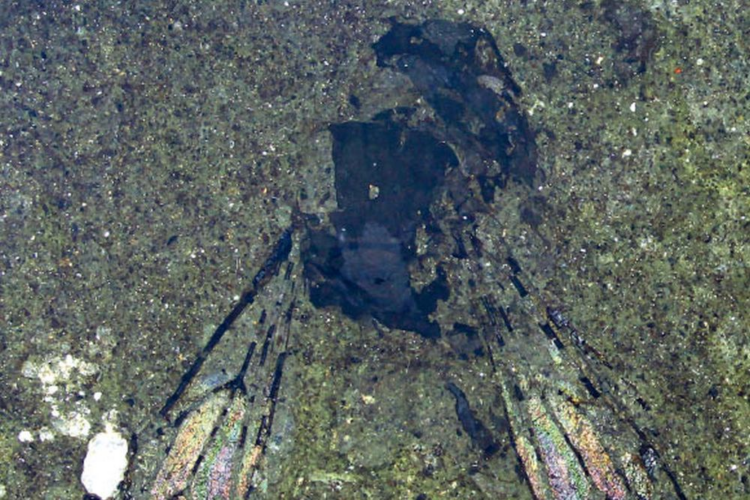 14.6 million year old fossil bee found in New Zealand