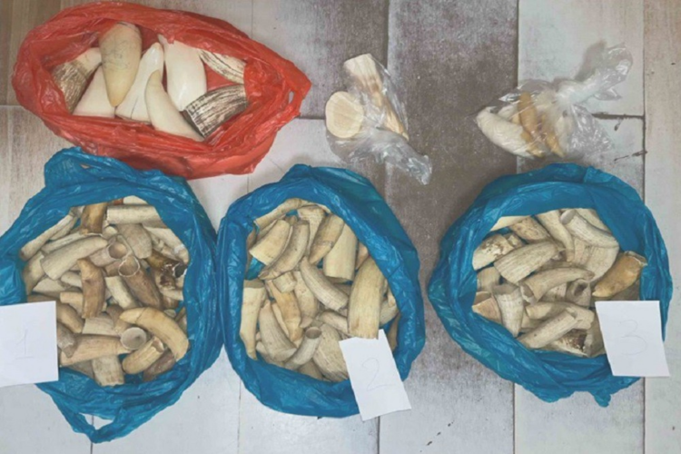 Smugglers of sperm whale tusks and walrus tusks sentenced in Primorye