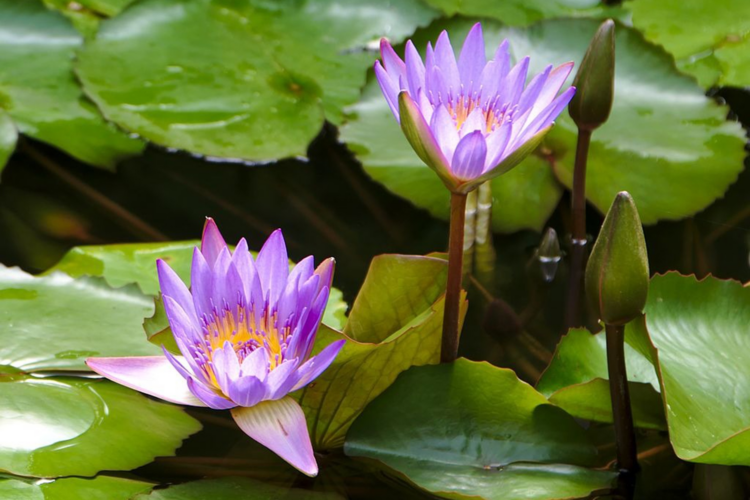 Leonov's lawyer: Growing blue lotus near home can result in jail